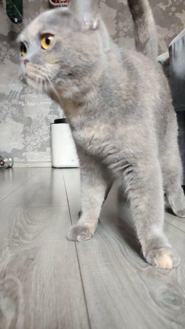 #вислоухие #кошка #кошки смотреть онлайн