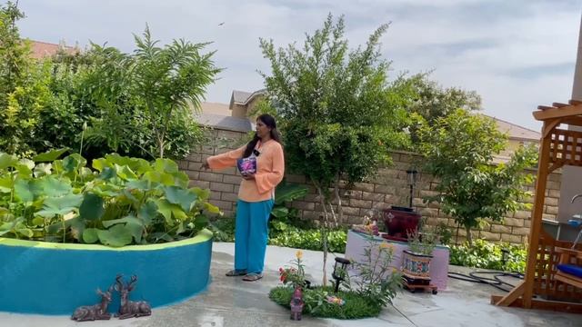 Water plant - Lotus Care - Part 2 நம்ம வீட்டு தோட்டத்து தாமரை மலர்கள் வளர்க்கும் முறை смотреть онлайн