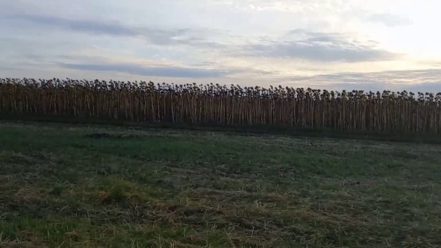 Експеримент з АгроДроном Agras T30 смотреть онлайн