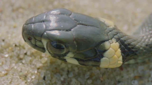 ЛАНДШАФТЫ КУРШСКОЙ КОСФЫ - 31м 34с FullHD смотреть онлайн