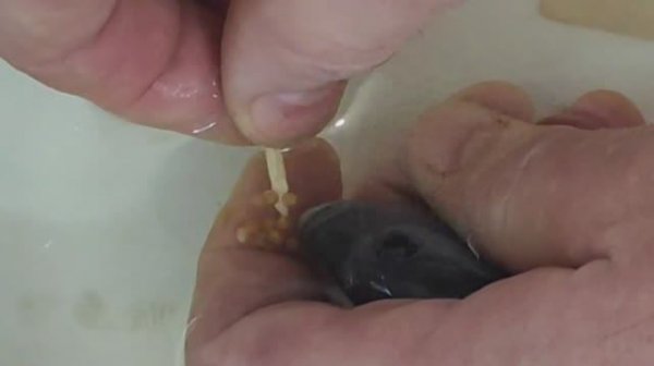 Размножение цихлиды, Голубой дельфин (Cyrtocara moorii) .