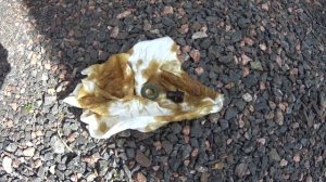 Nissan Qashqai 1.6л - замена масла