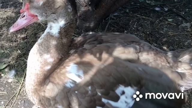 Мои индоутки