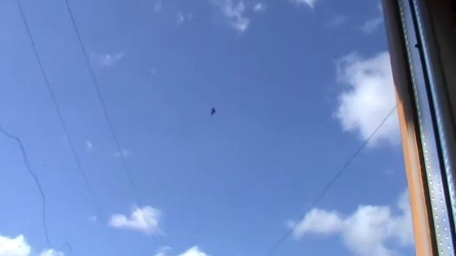 2 Коршуна в небе на охоте за воробьями смотреть онлайн
