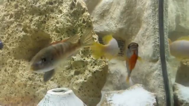 Hongi sweden cichlid смотреть онлайн