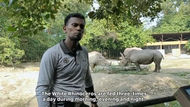 LET'S LEARN MORE ABOUT WHITE RHINOCEROS смотреть онлайн