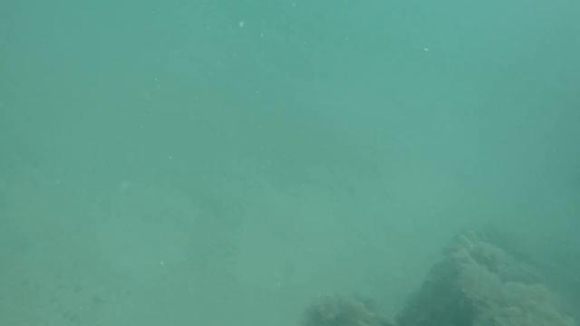 Spearfishing for Big Grouper Out of South Florida! EP. 25 смотреть онлайн