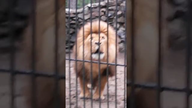 Лев царь зверей смотреть онлайн