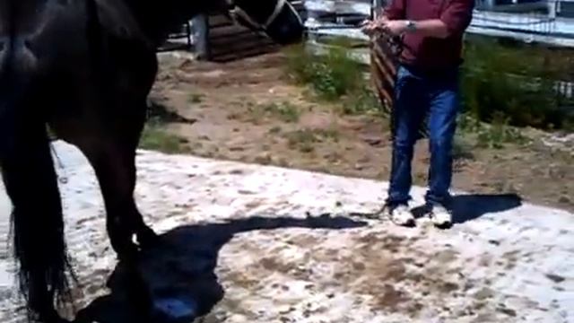 Quarter Horse Before Laminil Treatment for Laminitis смотреть онлайн