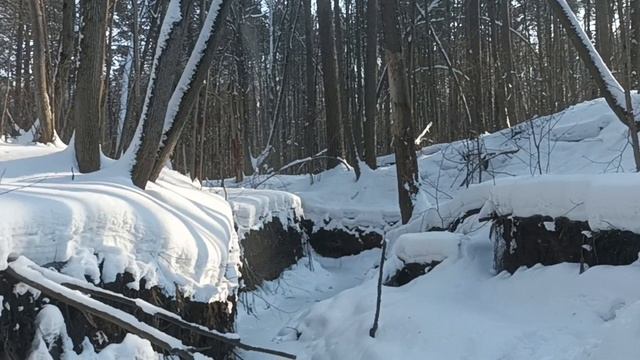 Лыжная прогулка через лес. смотреть онлайн