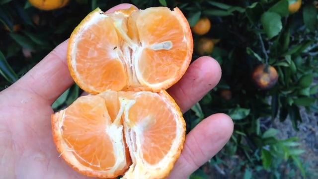 Grafted Mandarin Tree - Freemont is most Juicy but sticky смотреть онлайн