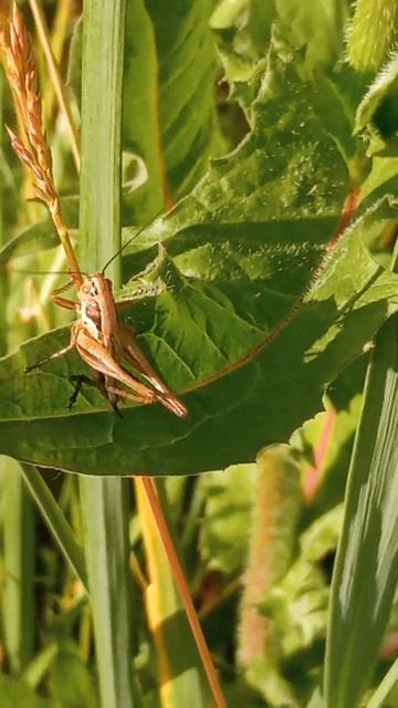 В траве сидел кузнечик, тёмненьким он был |#трушорты #шортс #katydid #insects #кузнечик #predator смотреть онлайн