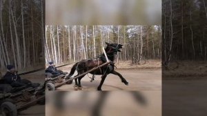 цыганские кони