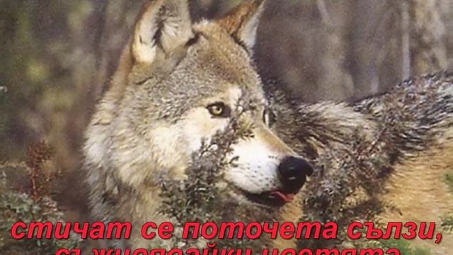 Вълчи вой / Wolf's howl смотреть онлайн