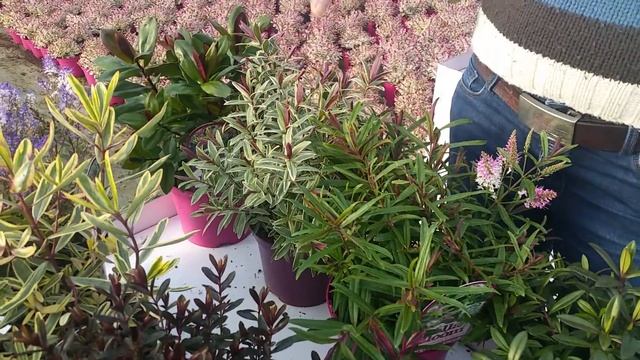 BELLA BLOOM heavenly Hebes from Tully Nurseries смотреть онлайн