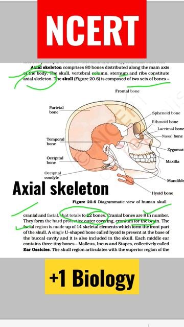 Axial Skeleton#Class +1 Biology смотреть онлайн