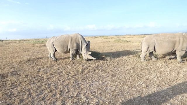The LAST Northern White RHINOS! Najin and Fatu - Ol Pejeta Conservancy смотреть онлайн