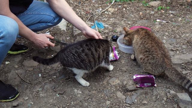 HUNGRY ANIMALS EAT / RUSSIA / MANY CATS / КОРМЛЮ БЕЗДОМНЫХ КОШЕК