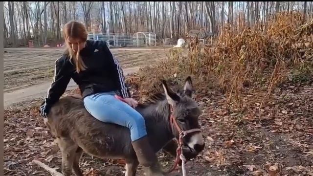 Mini Donkey Riding part 3 смотреть онлайн