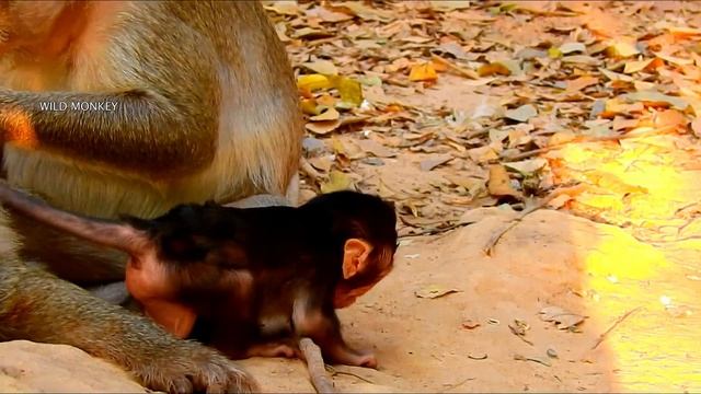 Kidnaped ... Titan ! Hurry up Tara Save Titan back | Titan scare cry loudly lost mom in hand Conie смотреть онлайн