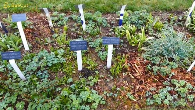 Początek kwietnia w ogrodzie, zielono, młodo i radośnie. Zapraszam na spacer w kroplach dżdżu. смотреть онлайн