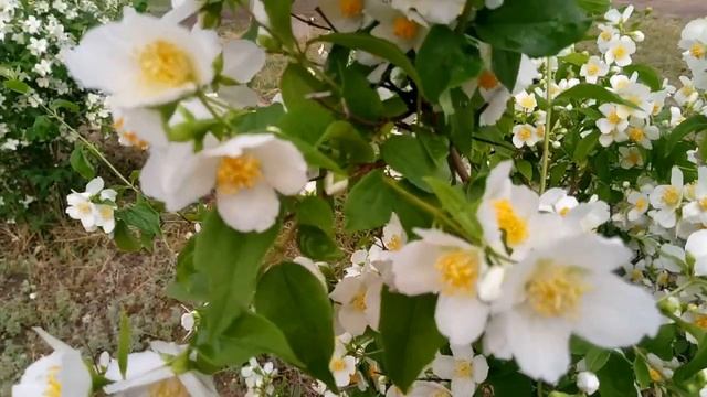 Утренняя прогулка, пробуждение природы! (...увеличьте громкость...) #32 смотреть онлайн