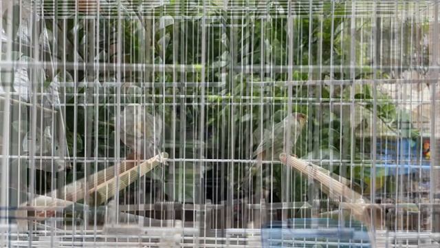 Red Mosaic Agate Canary singing video to training canaries смотреть онлайн