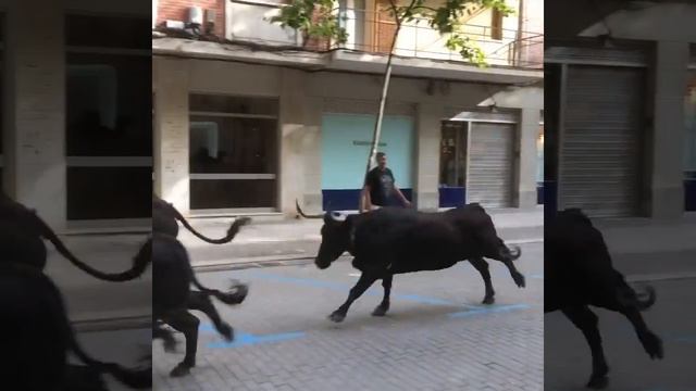 Bull run in the main street in Denia.. смотреть онлайн