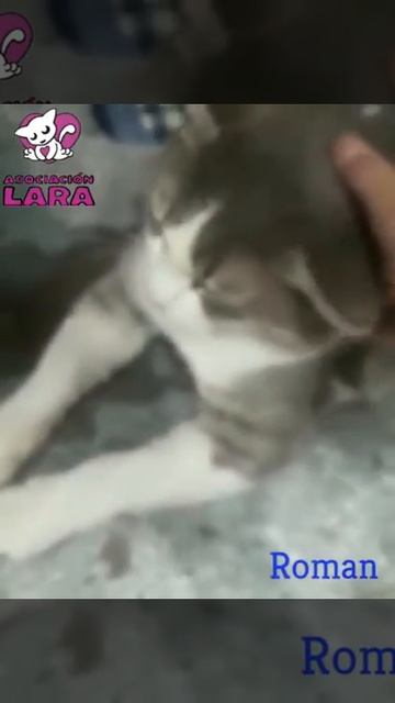 Roman смотреть онлайн