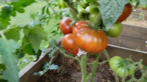 Томатный гном Смех кукабарры. Мясистый и урожайный крепыш!