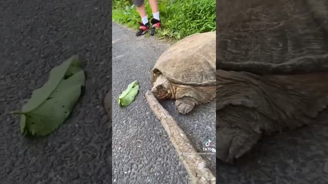 Science in a Minute - A Big Snapping Turtle! смотреть онлайн