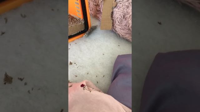 Кошачьи молочные шаги))) пробуем обновку смотреть онлайн