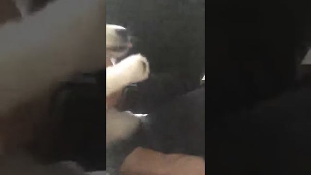 Máquina de Cortar Pelo Profesional Perros y Mascotas 4 Horas Uso Continuo, bateria si que dura смотреть онлайн