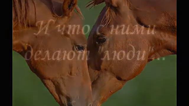 Лошади смотреть онлайн