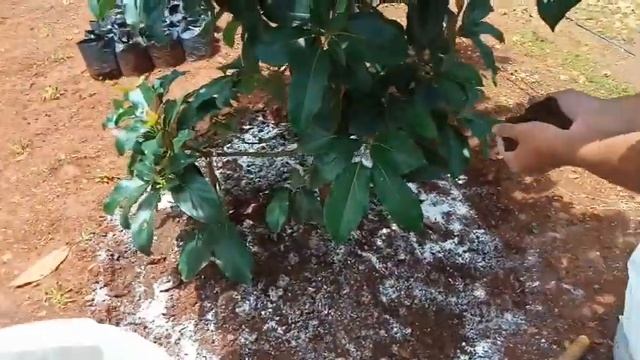6 Manfaat Kapur Dolomit Untuk Tanaman Alpukat Saat Musim Hujan смотреть онлайн