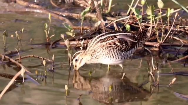 Бекас, Gallinago gallinago,Common Snipe,Bekasina otavn, Beccaccini,Bekassine, ENKELBECKASIN, Perkūn смотреть онлайн
