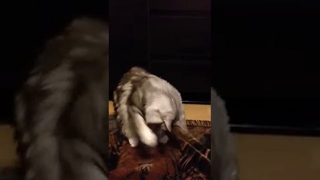 Мейн-кун играет смотреть онлайн
