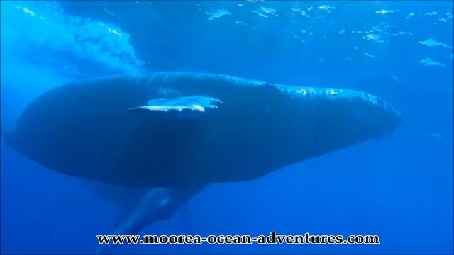 Moorea Ocean Aventures - Discover Marine Life of French Polynesia смотреть онлайн