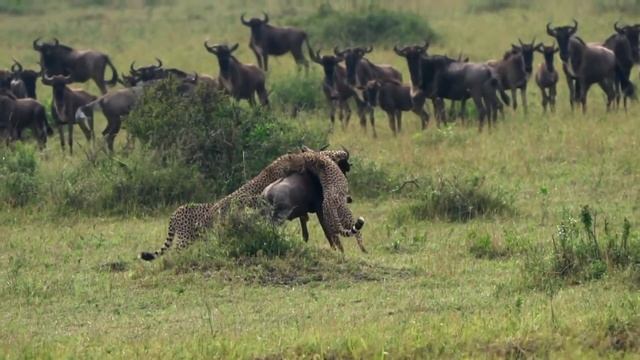 Cheetah Hunting Skills and How They Work смотреть онлайн