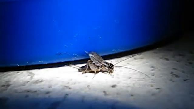 Grilo-doméstico (Acheta Domesticus)