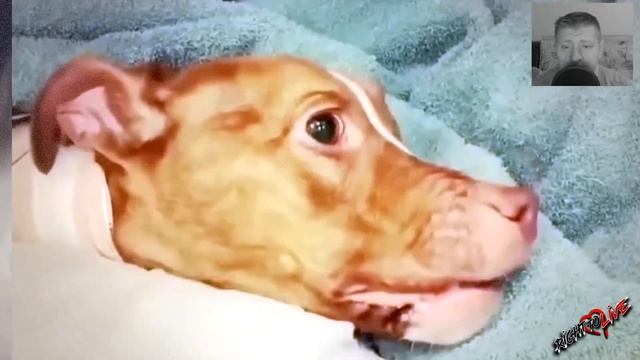 Хозяин решил, что он выживет без еды и воды! Он умолял людей его накормить! смотреть онлайн