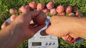 Плуот Дапл Данді. Pluot Dapple Dandy