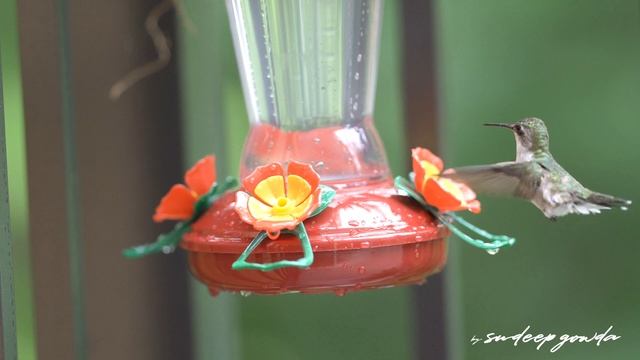 Humming bird || Ruby-throated Hummingbirds || humming birds video смотреть онлайн