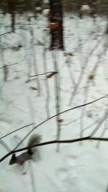 Белка нашла орехи на упавшей сосне смотреть онлайн