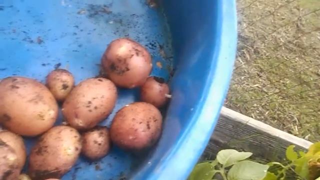 РАННЯЯ КАРТОШЕЧКА У МЕНЯ НА ДАЧЕ 5 ИЮНЯ