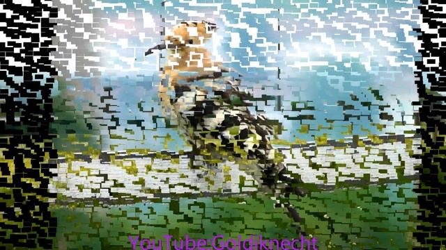 Wiedehopf ,Upupa epops ,Hoopoe ,Zaungast auf dem Reiterhof,ibibik ,abubilla , удод , ヤツガシラ, 후 смотреть онлайн