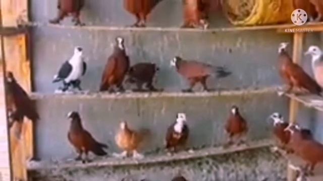 Bangladesh er sob cheye dami kobutor bangladesh almost expensive pigeon смотреть онлайн