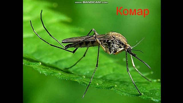 звуки комах смотреть онлайн