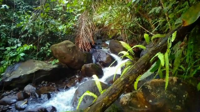 the gentle water sound of peaceful birds singing in the tropical forest смотреть онлайн