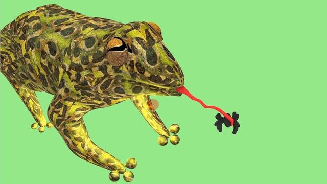 3d Frog in Rhino 3d | rhino 3d animation | #rhino3d #rhinotutorial#3dmodels #frog#designorganicform смотреть онлайн